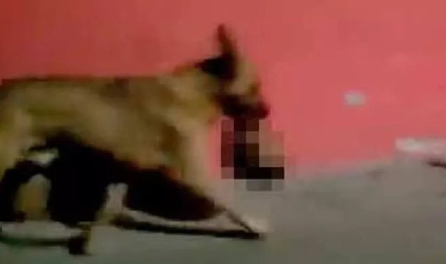 Pitbull ağzında kesik insan başıyla görüntülendi! Kan donduran olay!