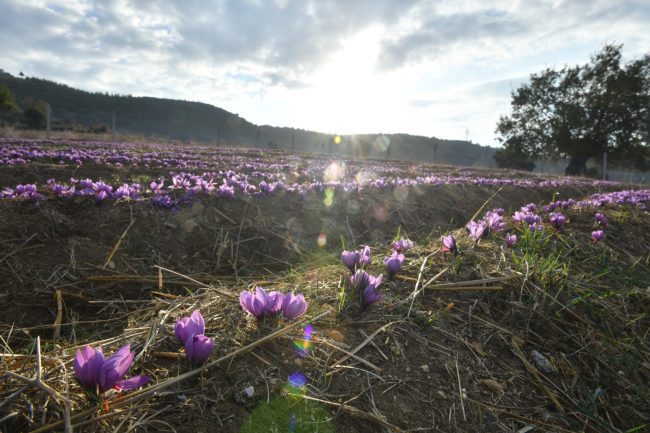 Dünyanın en pahalı baharatı Mersin Yenişehir’de yetiştiriliyor
