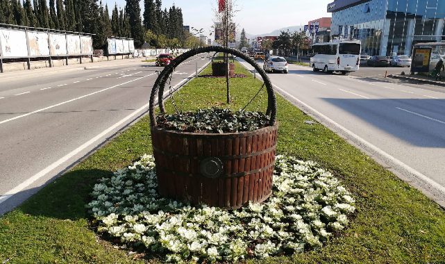 Ordu'da kış çiçekleri sokakları renklendiriyor