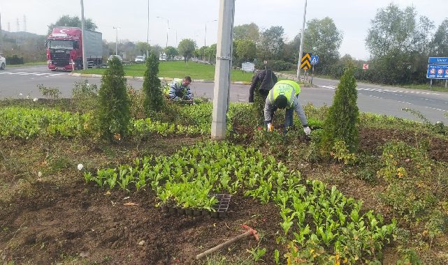 Ordu'da kış çiçekleri sokakları renklendiriyor