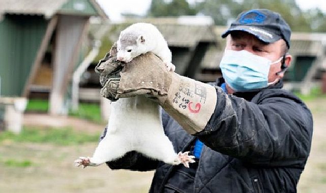 ABD'de 40 bin vizon serbest kaldı! 10 bini kayıp