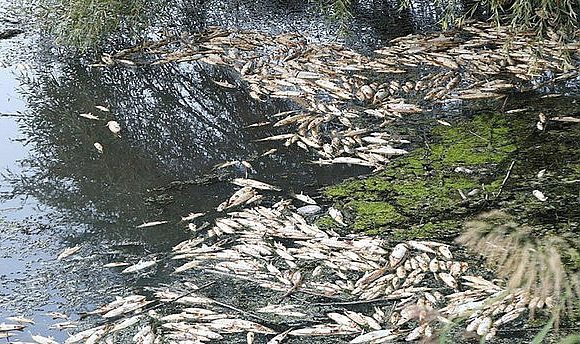Binlerce balık öldü! İzmir'de çevre felaketi yaşandı