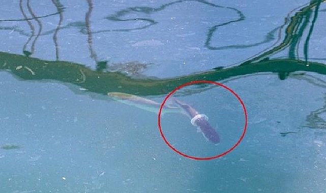 Plastik halka kefalin sonu olacak! işte bu yüzden çöp atmayın diyorlar