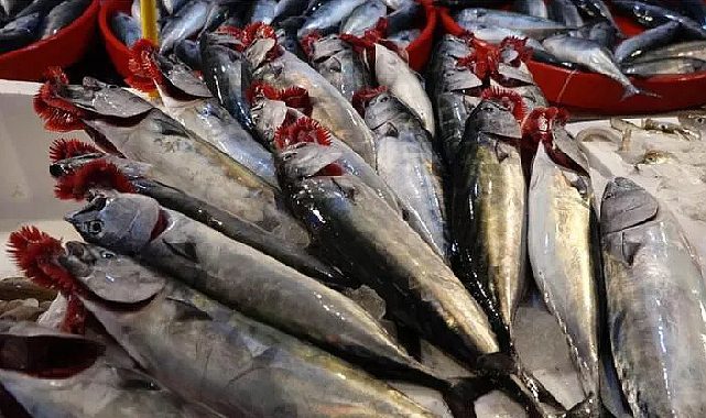 Çanakkale'de palamut bolluğu