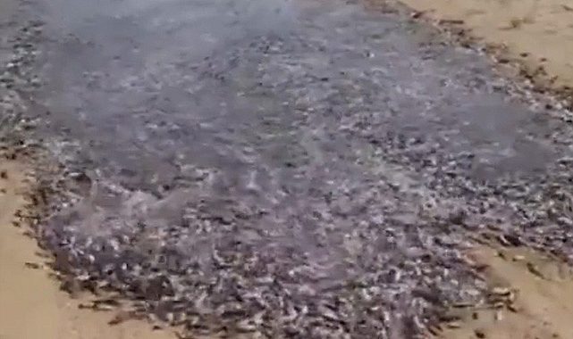 Çöl kumunda balık sürüsünün ilerleyişi büyük merak uyandırdı