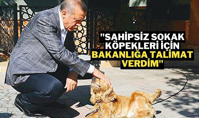 Cumhurbaşkanı Erdoğan barınaklar inşa edip sokak köpeklerinin toplanması için talimat verdiğini açıkladı