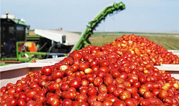Domates ihracatı Ticaret Bakanlığı izni olmadan yapılmayacak