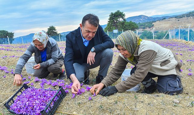 Dünyanın en pahalı baharatı Mersin Yenişehir’de yetiştiriliyor