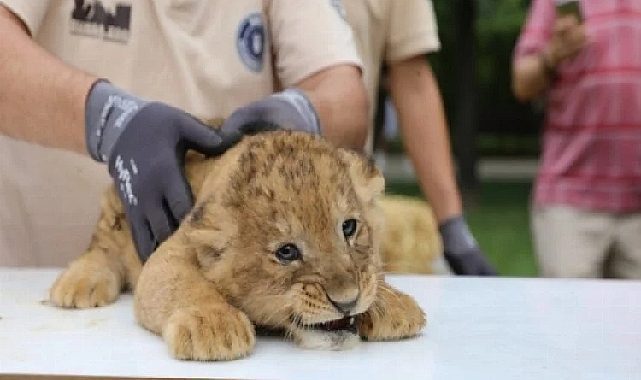 Evinde yavru aslan besleyen kişiye hapis cezası verildi