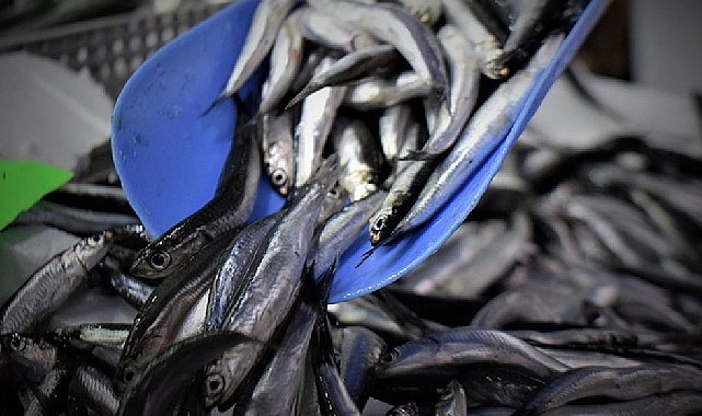 Hamsi tezgahlarda yerini aldı