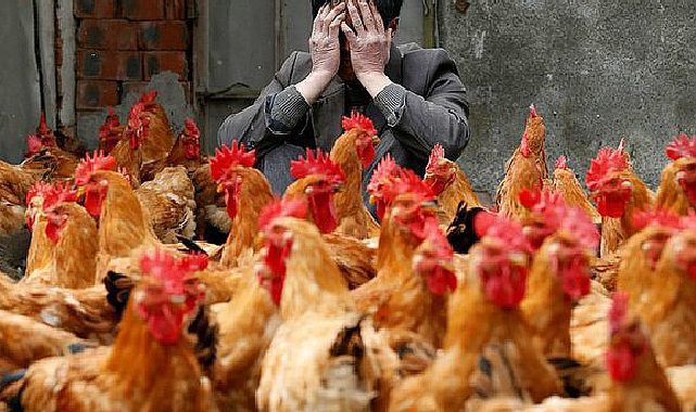 İngiltere'de kuş gribi alarmı! Kısıtlama getirildi