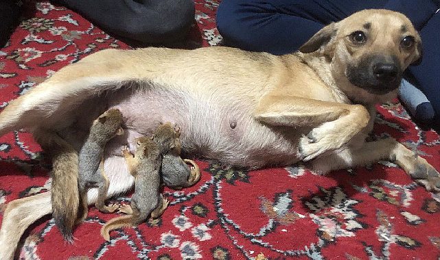 Isparta'da yavru sincaplara köpek annelik yaptı