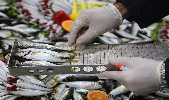İstanbul Kartal&#039;da balık tezgahları denetleniyor