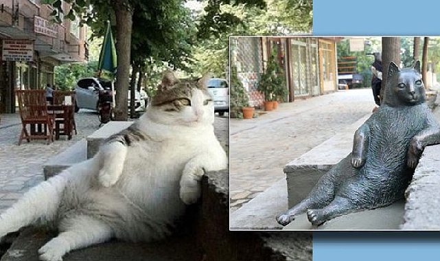 Kadıköy&#039;ün sembol kedisi Tombili yuvasına döndü