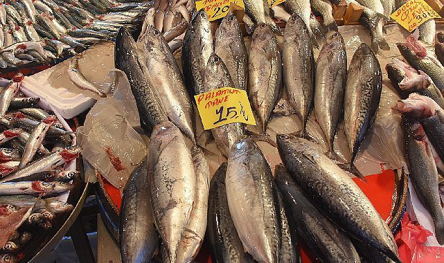 Karadeniz'de palamut bolluğu! Fiyatlar düşüyor