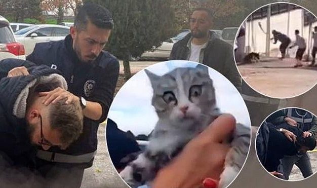 Kediler korkunç halde bulundu! Konya'daki barınakta 2. perde