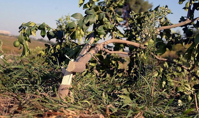 Mersin'de 600 limon ağacı kesik halde bulundu! "Bu nasıl vicdansızlık"