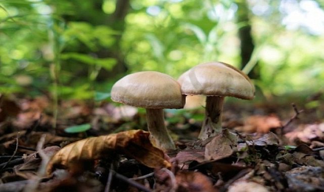 Ordu'da 6 kişi mantardan zehirlendi, durumları kritik