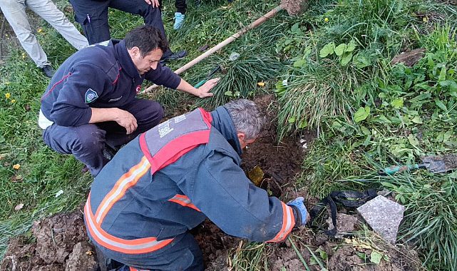 Ordu'da kedinin yardımına İtfaiye ekipleri koştu