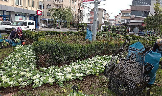 Ordu&#039;da kış çiçekleri sokakları renklendiriyor