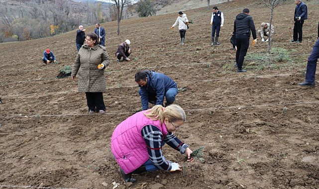 Ordu Mesudiye'de Lavanta yetiştirilmeye başlandı, Ordu artık Lavanta kokacak