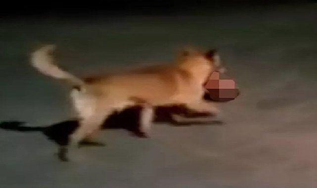 Pitbull ağzında kesik insan başıyla görüntülendi! Kan donduran olay!