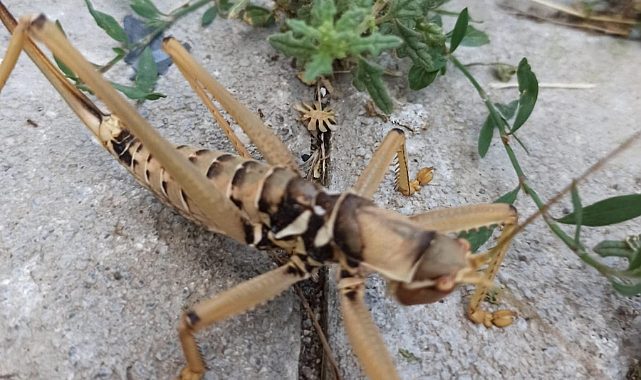 Türkiye'nin doğusunda nadir görülen dev çalı çekirgesine rastlandı