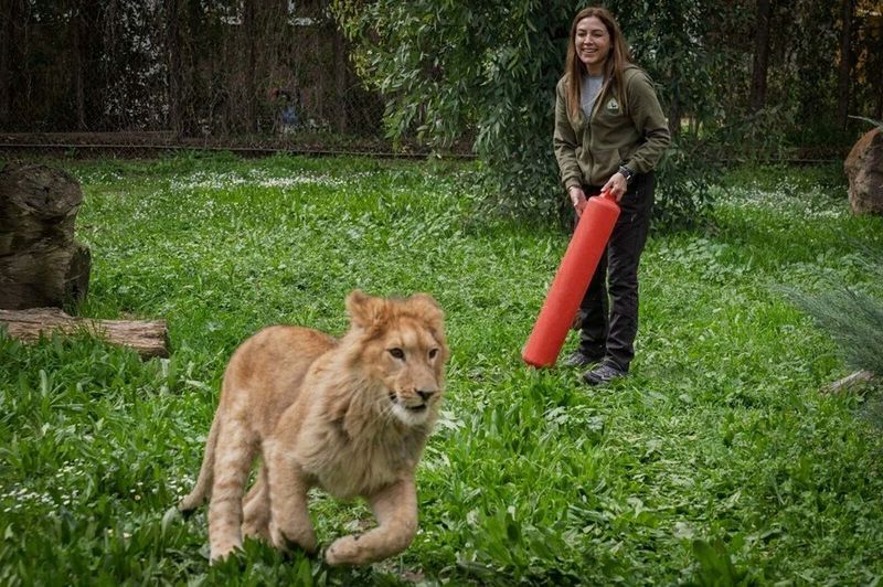 Kedi mamasıyla aslan beslemişler! İzmir'de son anda yakalandı