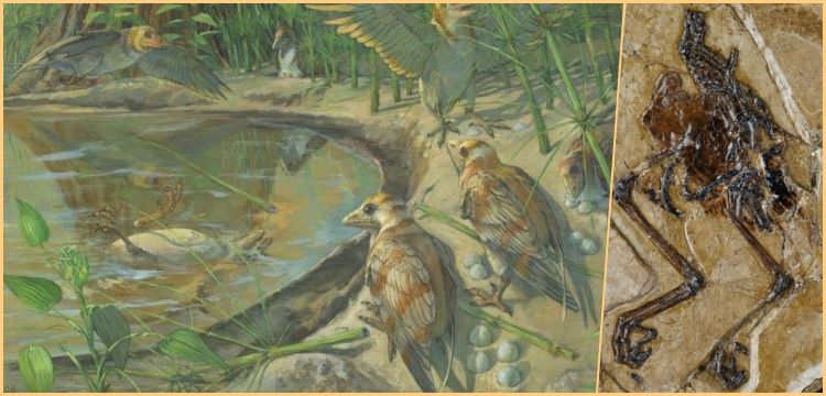 Çin'de Bulunan 120 Milyon Yıllık Fosil, Kuşların Dinozorlardan Evrimine Işık Tutuyor