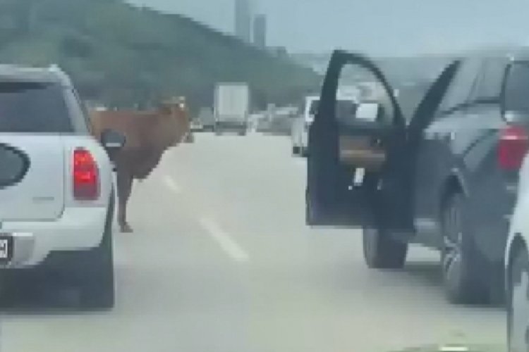 Bursa'da otobana fırlayan boğa ortalığı birbirine kattı