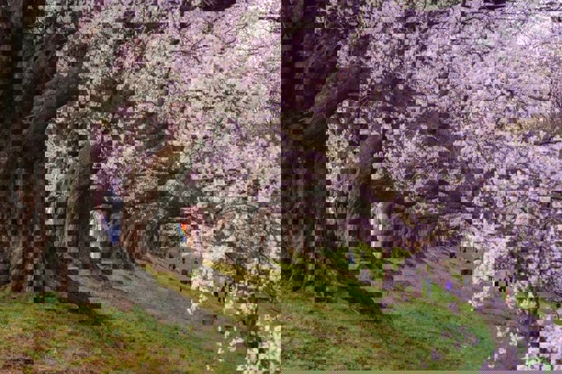 Japonya'da sakura mevsimi