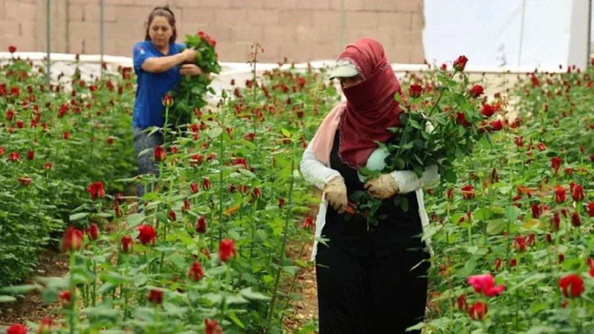 Anneler Günü'ne doğru... Çiçek fiyatları uçtu