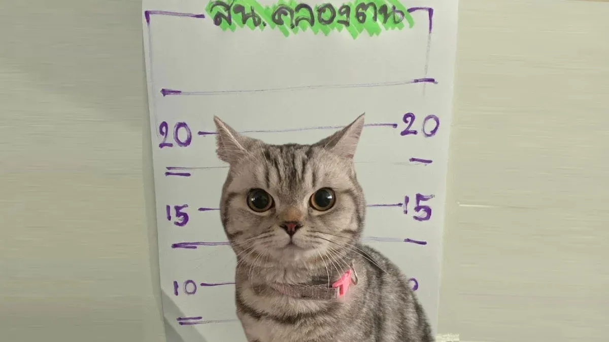 Karakolu karıştıran kedi sosyal medyada gündem oldu