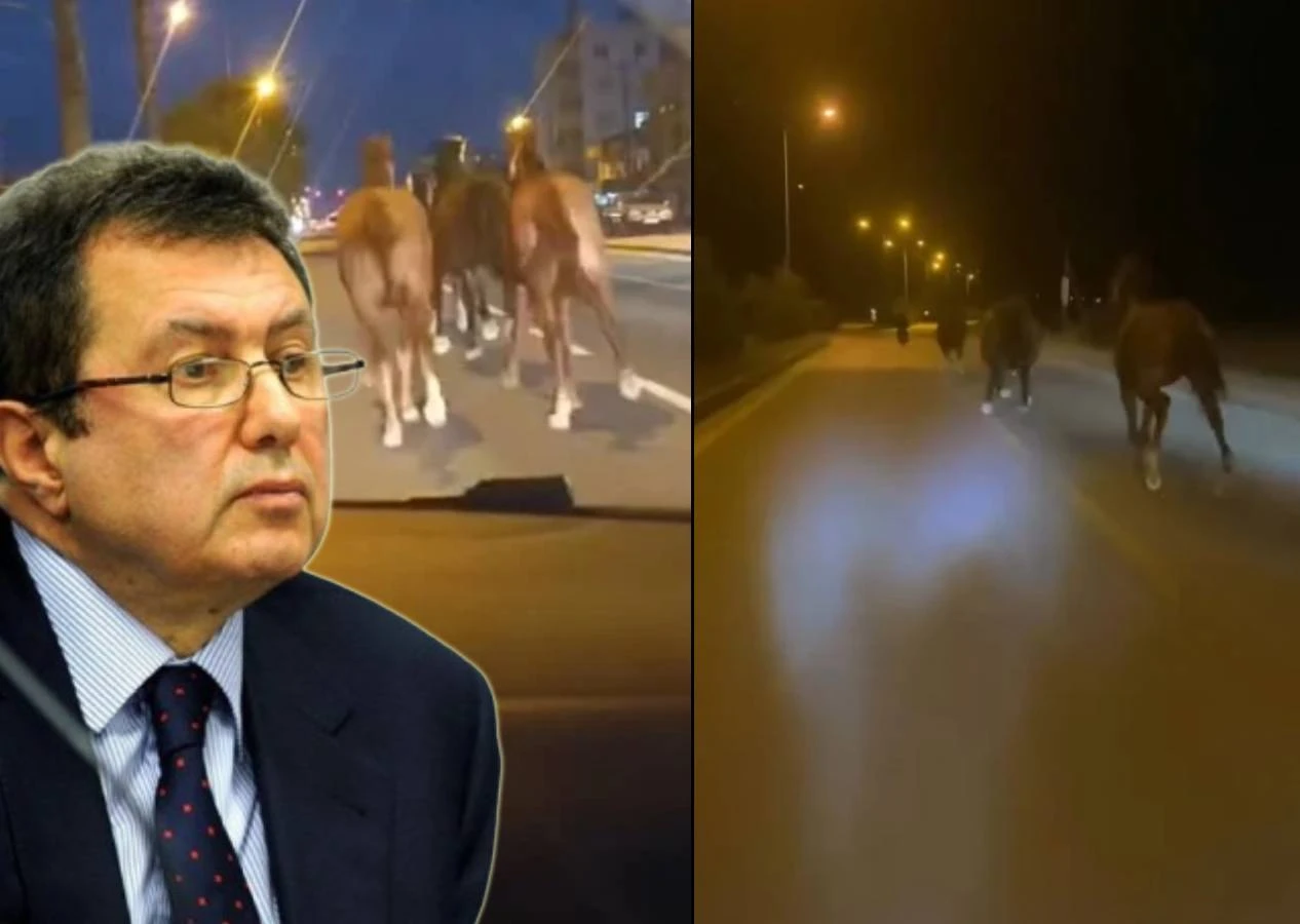 Büyük kaçış! Karamehmet'in yarış atları çiftlikten firar etti