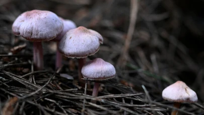 Mantar zehirlenmelerine karşı kritik uyarı