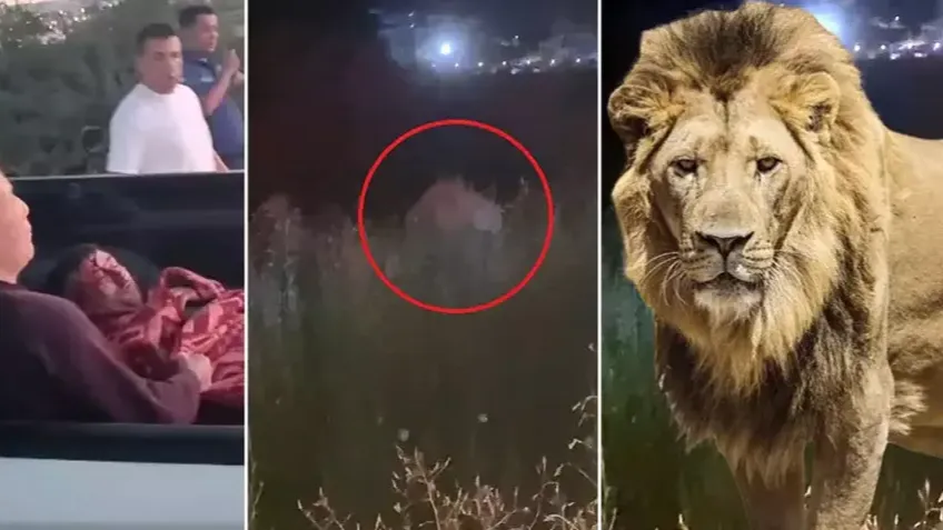 Manavgat’ta aslan dehşeti: Kafesten firar, tarlada kâbus