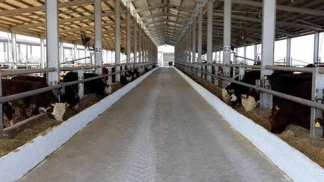 Tarım ve Orman Bakanlığı'ndan kritik şap hastalığı açıklaması