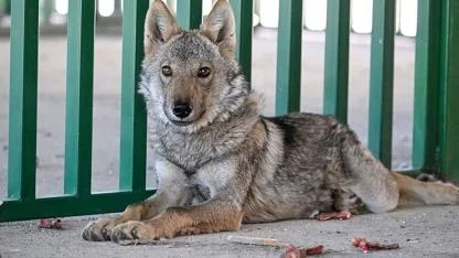 Kurtlar şehre indi! Artık gündüz vakti saldırıyorlar