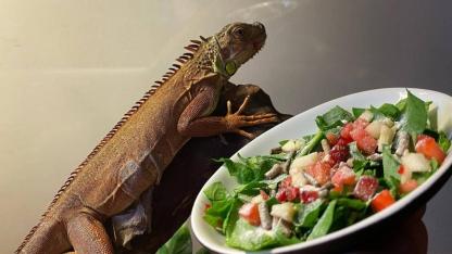 Nevşehir'de evinde izinsiz iguana besleyen kişiye 15 bin lira ceza kesildi