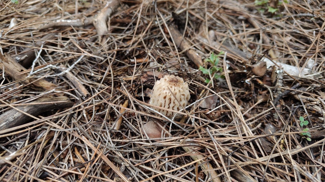 Burdur'da kuzugöbeği mantarı sezonu başladı