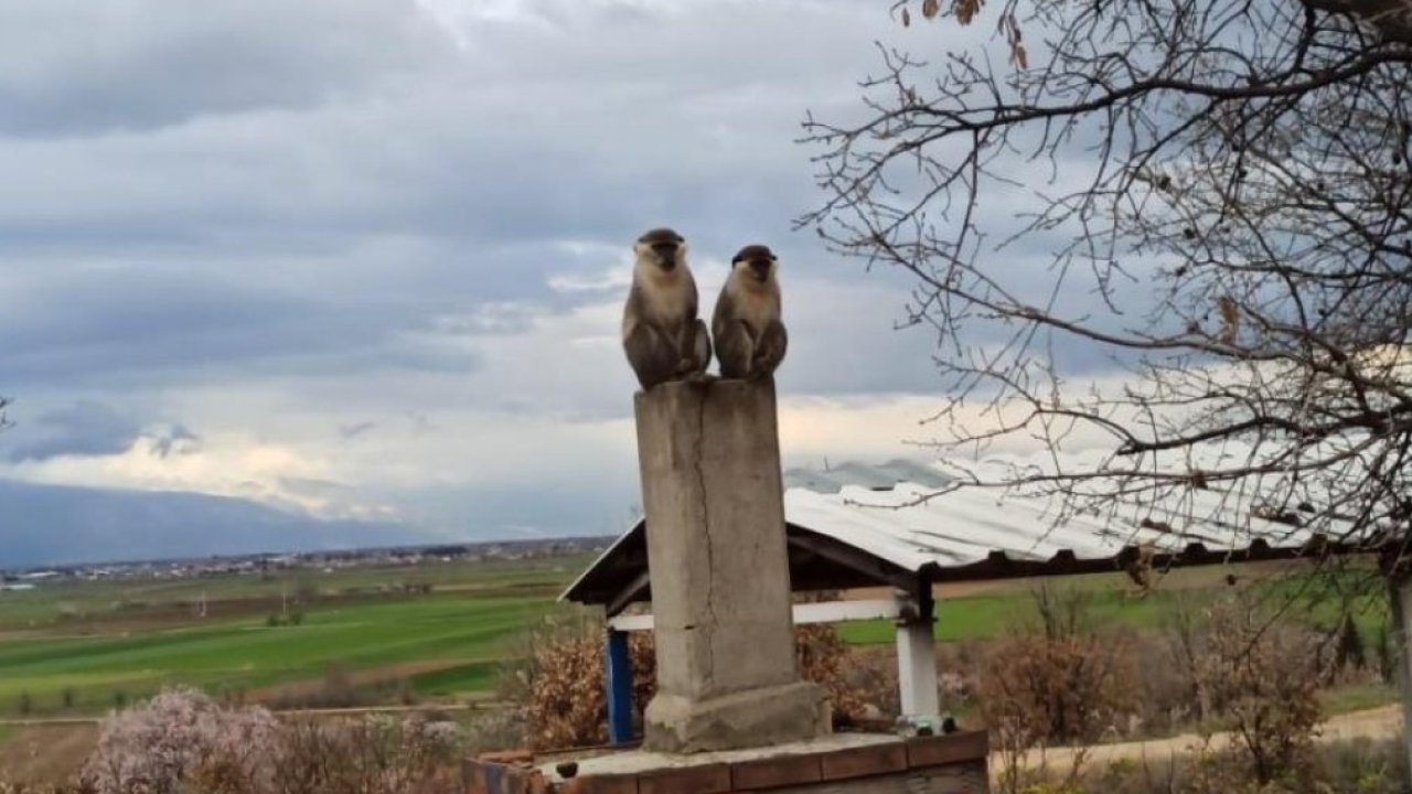 Denizli’de ağaçlarda görülen ikinci maymun da koruma altına alındı