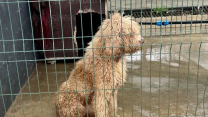 Edirne'de yasa dışı köpek üretimi yapan çiftlik sahibine 2 milyon 144 bin lira ceza