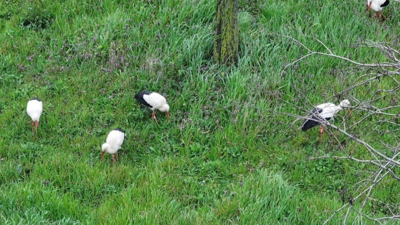 Göç yolundaki leylekler İstanbul'da millet bahçesinde mola verdi