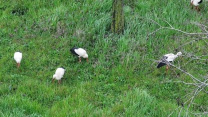 Göç yolundaki leylekler İstanbul'da millet bahçesinde mola verdi