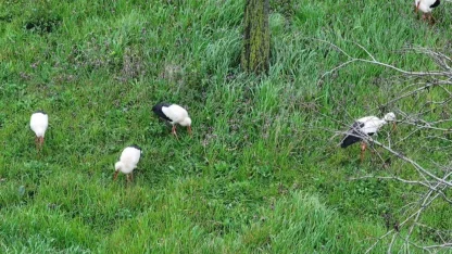Göç yolundaki leylekler İstanbul'da millet bahçesinde mola verdi