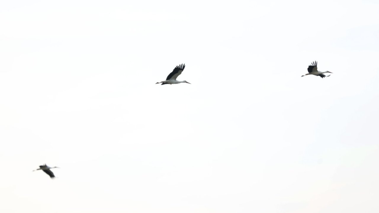 Göç yolundaki leylekler Kırklareli'nde mola verdi