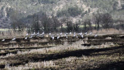 Göç yolundaki turnalar Sinop’taki Cuma Ovası'nda görüntülendi