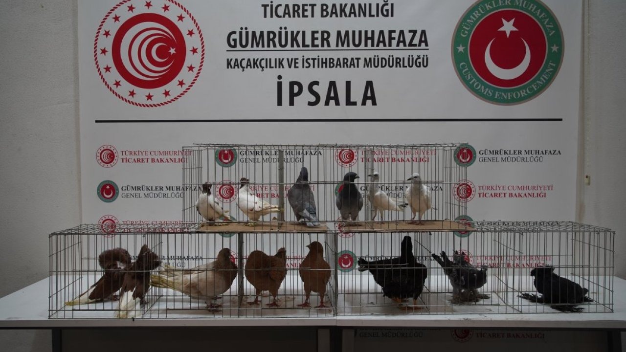 İpsala Sınır Kapısı'nda minibüste aralarında alpakaların da olduğu cins hayvanlar ele geçirildi