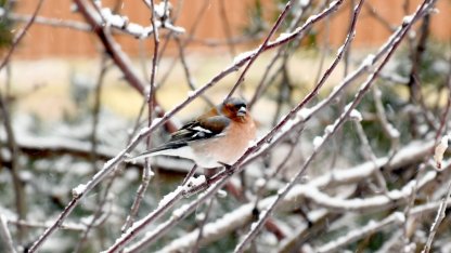 Kars ve Ardahan'da kar etkili oldu