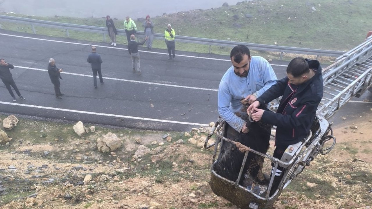Mardin'de çamura saplanan 2 keçiyi itfaiye kurtardı